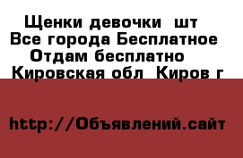 Щенки девочки 4шт - Все города Бесплатное » Отдам бесплатно   . Кировская обл.,Киров г.